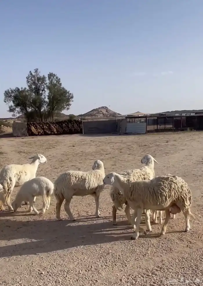 غنم حريات صنف 0