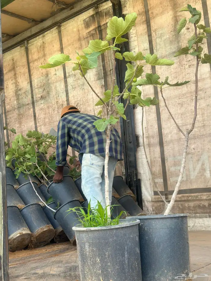 تين 8 اصناف واحجام طيبة ومثمرة بالجملة   نجران 0