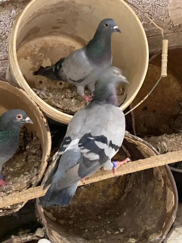 حمام زاجل مفروز 3