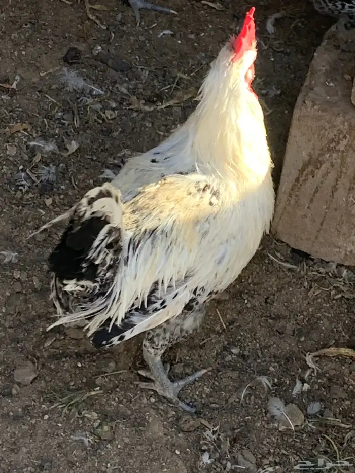 ديوك فيومي 2