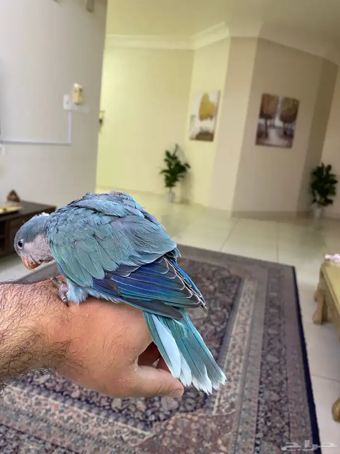 ببغاء كويكر ( فرخ غر ) ( تم البيع ) 1