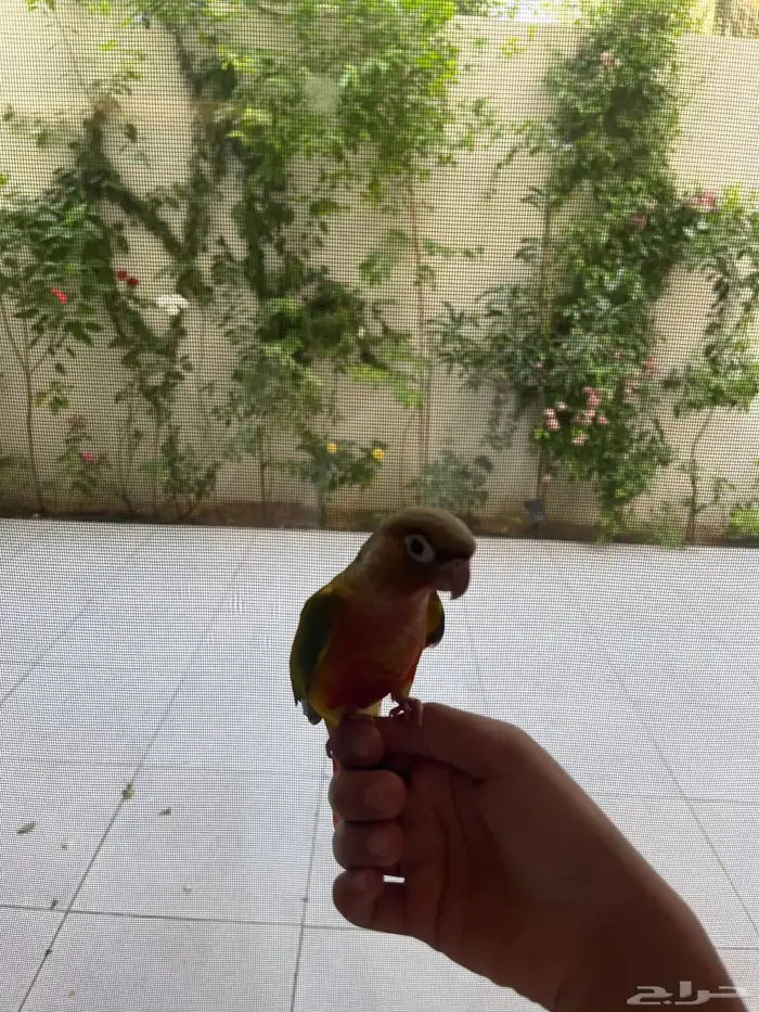 كنيور انناس 0