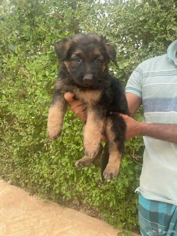 كلب جيرمن شيبرد تم بيع 16