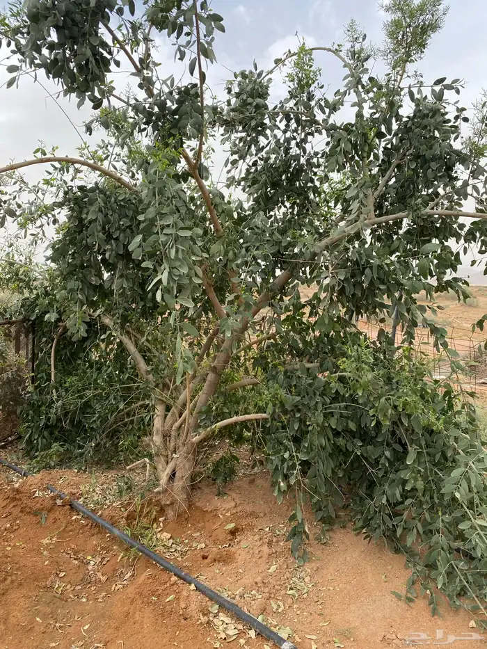 مسواك الاراك طازج . 0