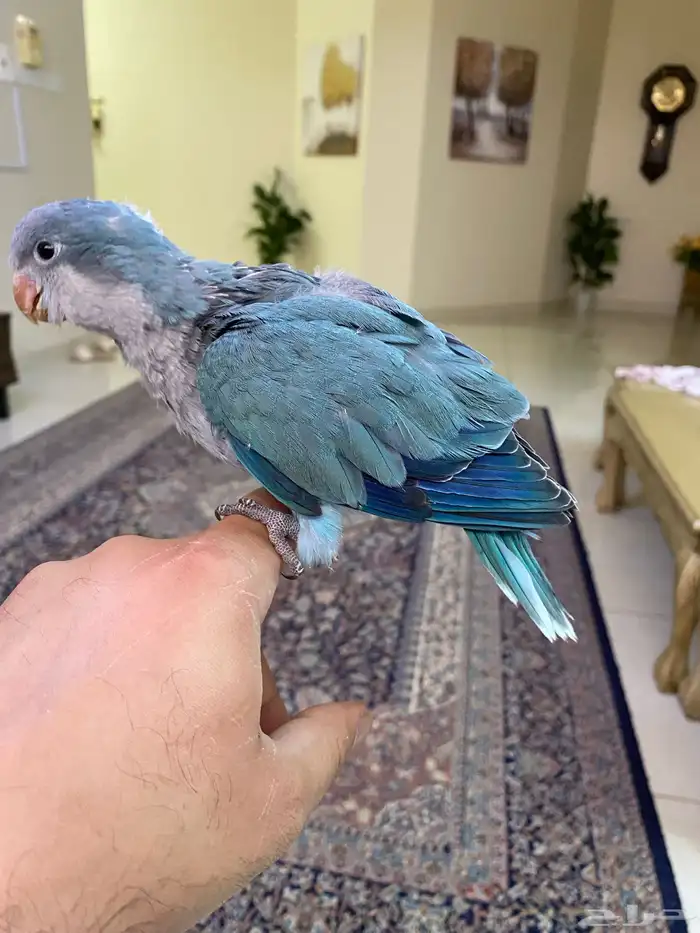 ببغاء كويكر ( فرخ غر ) ( تم البيع ) 0