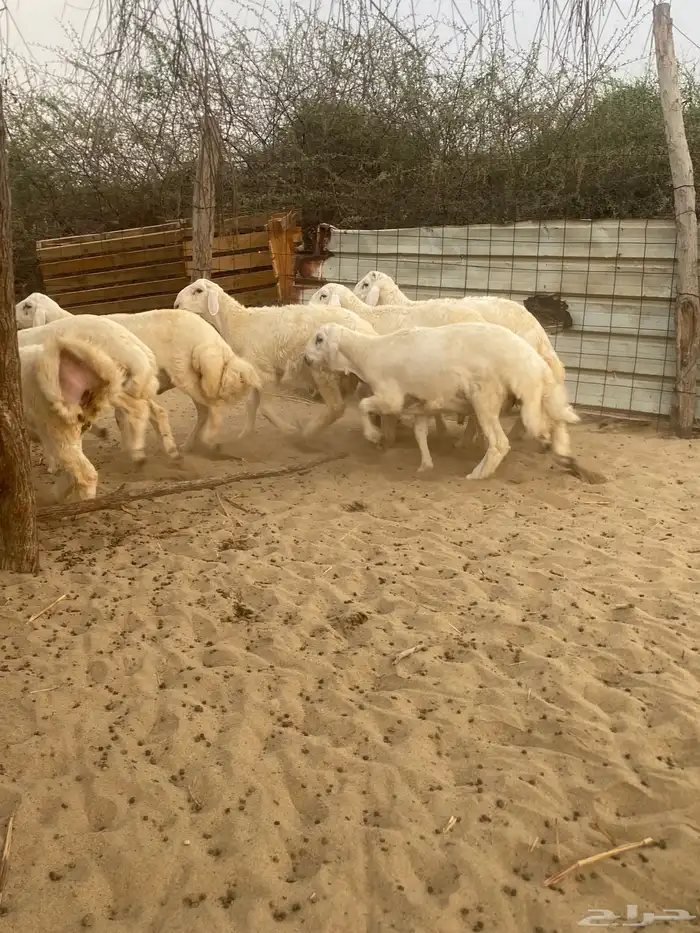 طليان اضاحي جبر 4
