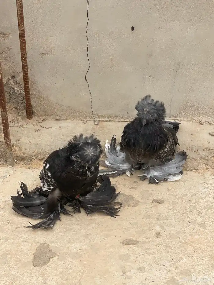 حمام بخارى مستوا طيب 2