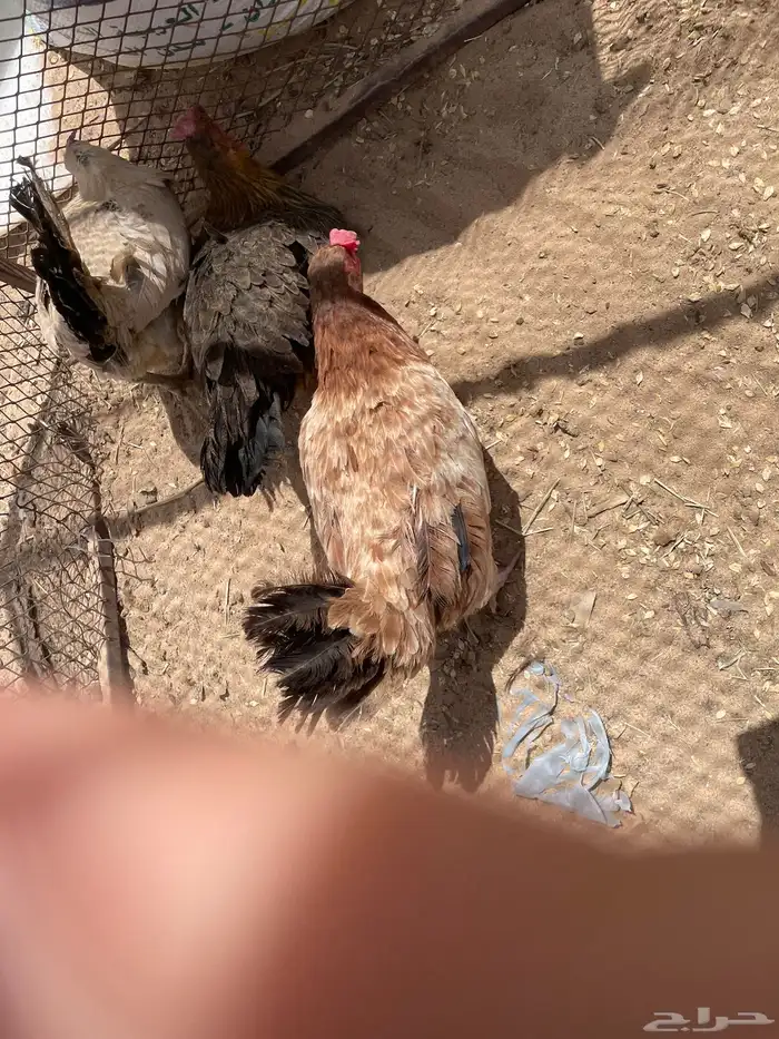 دجاج بلدي نظيف كفوا الموقع في نجران في الغويلة أبيض أبيض 5