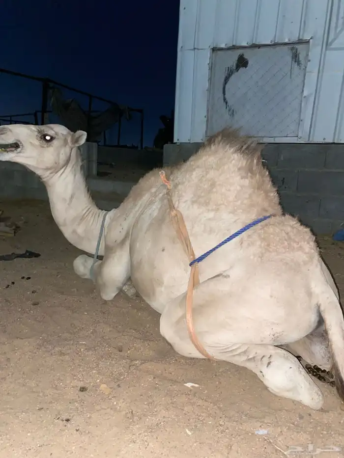 قعدان كفو 1