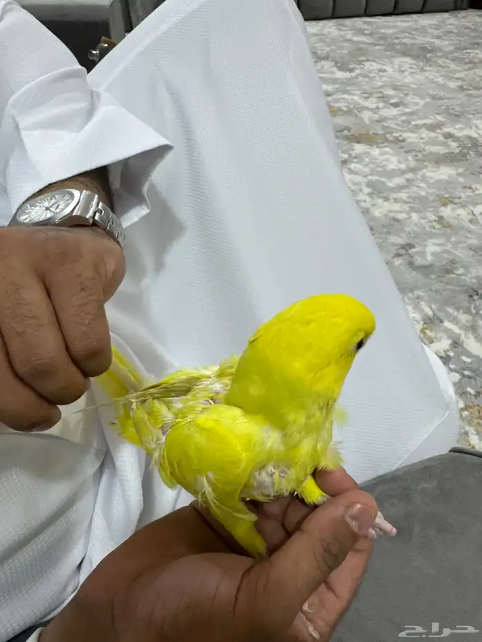 فرخ دره ابلاين 0