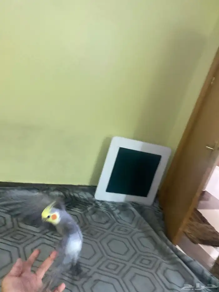 ببغاء كروان اليف جدا 1