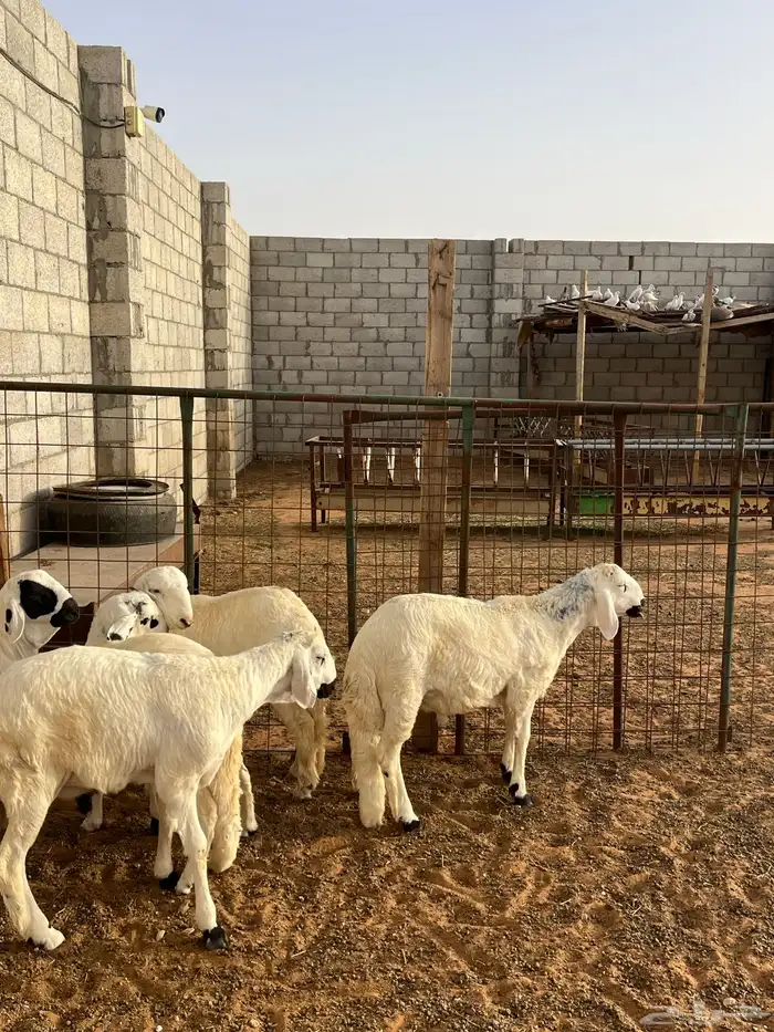 ذبايح سواكن و حري هرفي سعر مناسب 0