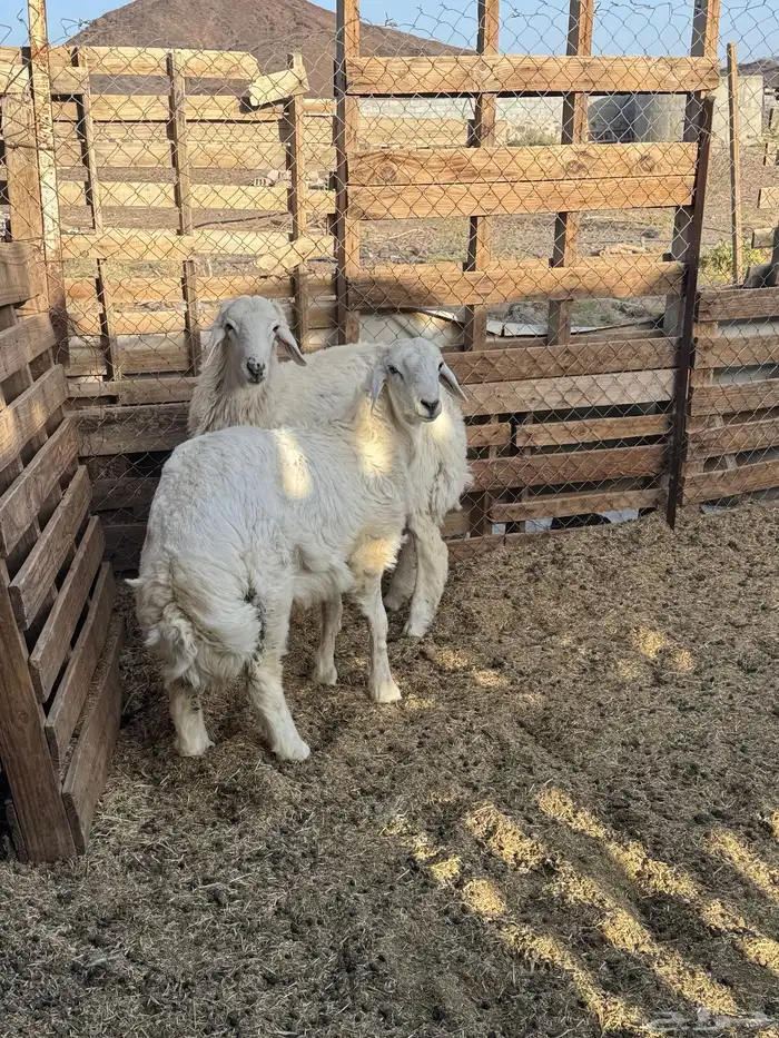 سيف ذبايح اتصل وازهلها 1