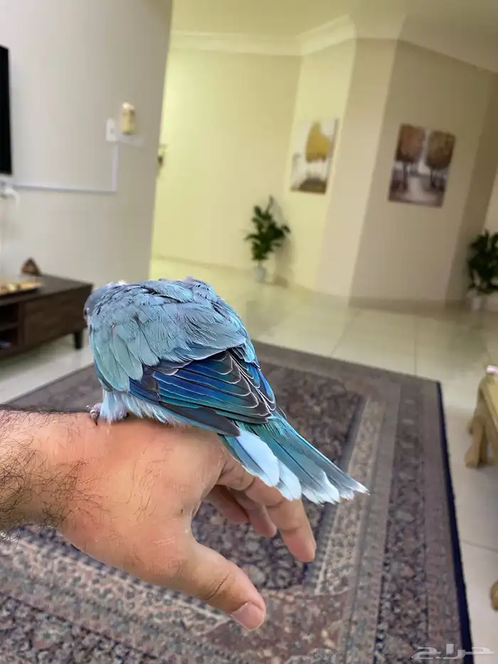 ببغاء كويكر ( فرخ غر ) ( تم البيع ) 4