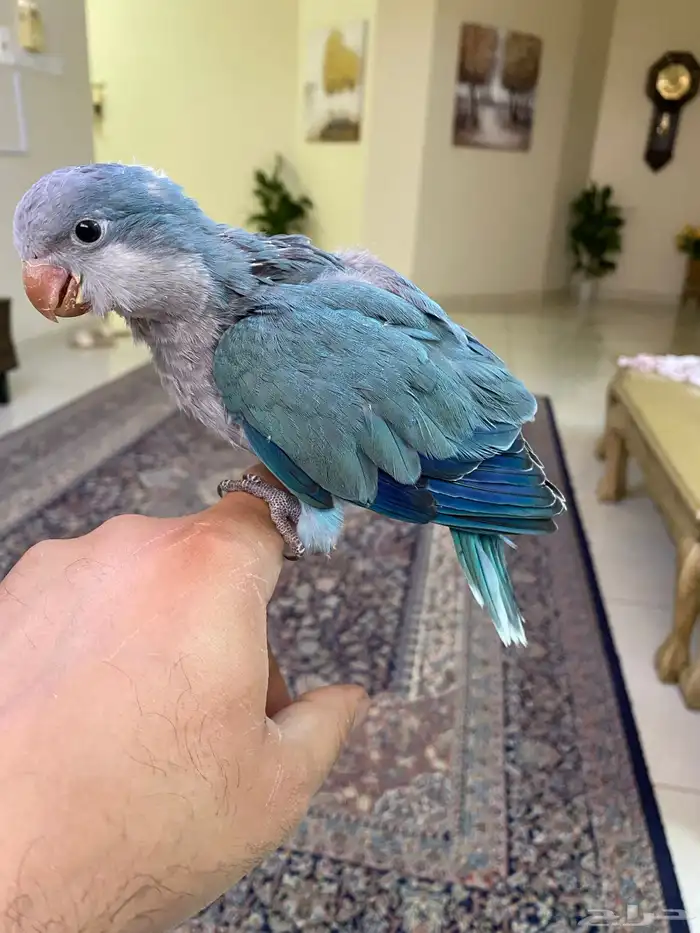 ببغاء كويكر ( فرخ غر ) ( تم البيع ) 6