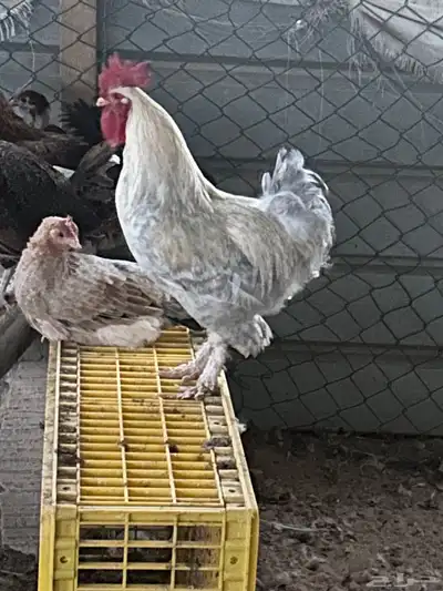 السلام عليكم أعرض لكم دجاج عربي بياض 2