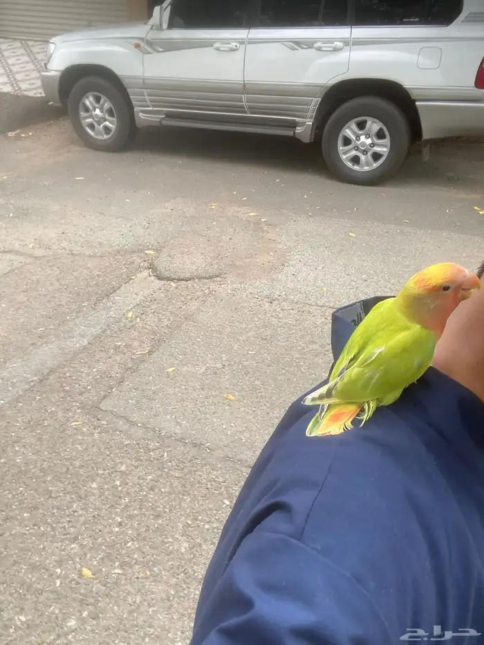 روز ضايع 0