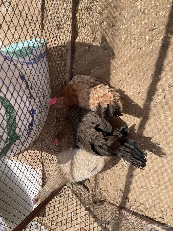 دجاج بلدي نظيف كفوا الموقع في نجران في الغويلة أبيض أبيض 3