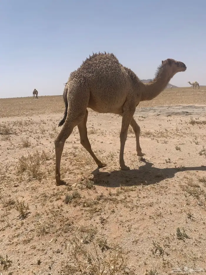 قعود بري للبيع طيبه 0