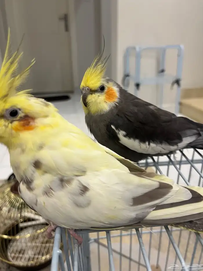 كروان زوج أليف ويغرد ويغني ومنتج انتاج 5 مرات 8