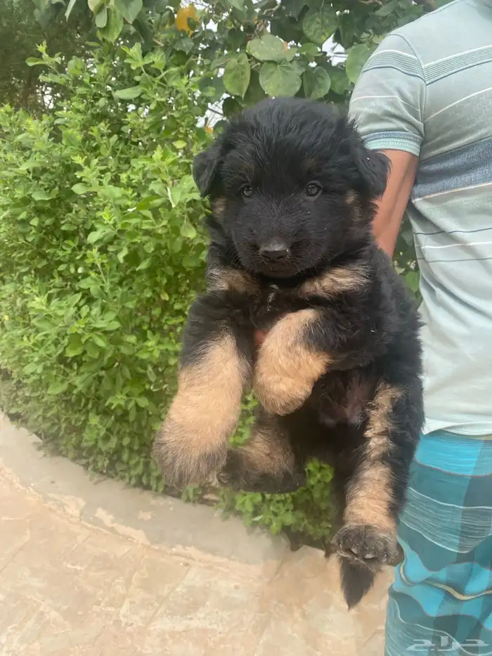 كلب جيرمن شيبرد تم بيع 0