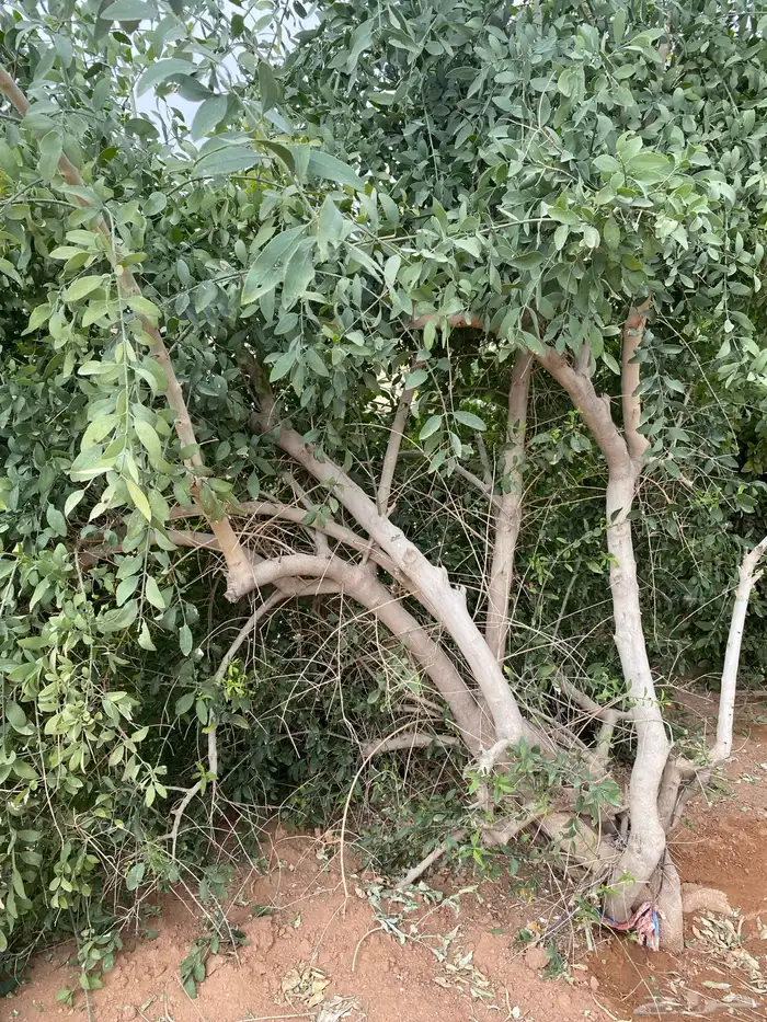 مسواك الاراك طازج . 1