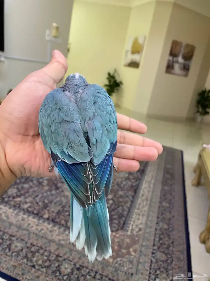 ببغاء كويكر ( فرخ غر ) ( تم البيع ) 5