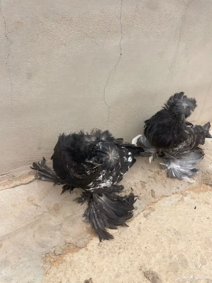 حمام بخارى مستوا طيب 1