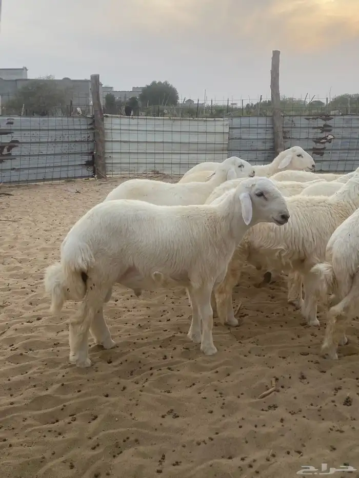 طليان اضاحي جبر 6