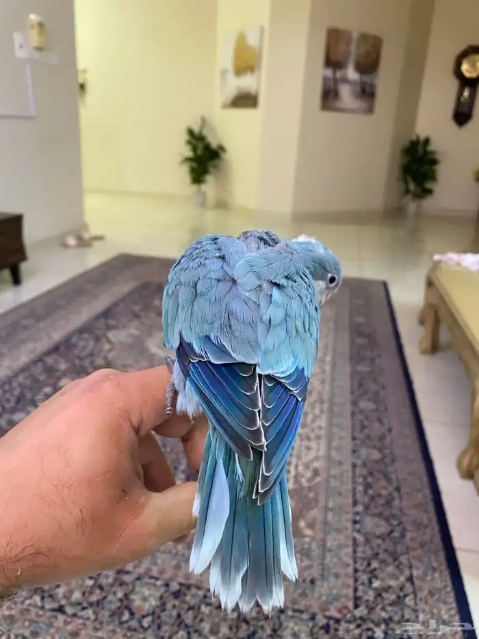 ببغاء كويكر ( فرخ غر ) ( تم البيع ) 2