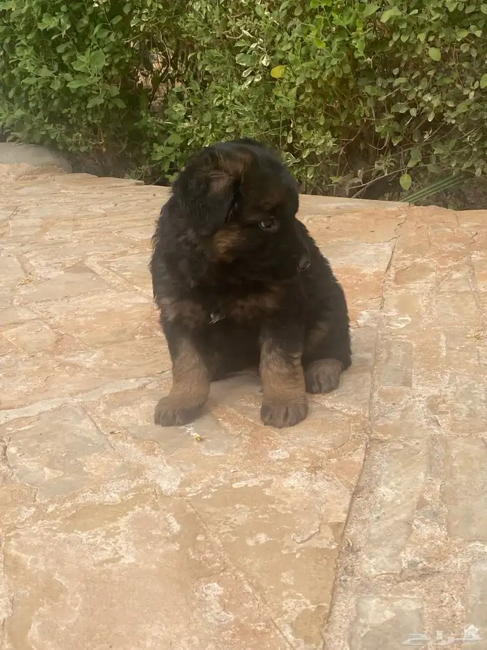 كلب جيرمن شيبرد تم بيع 7