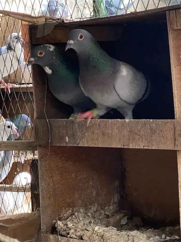 حمام زاجل مفروز 4