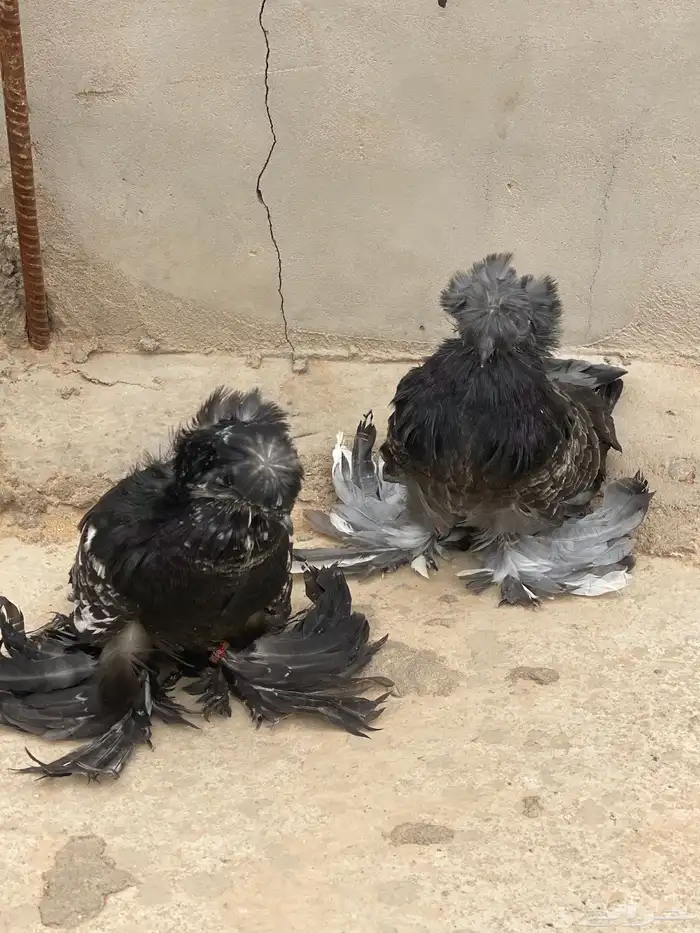 حمام بخارى مستوا طيب 3