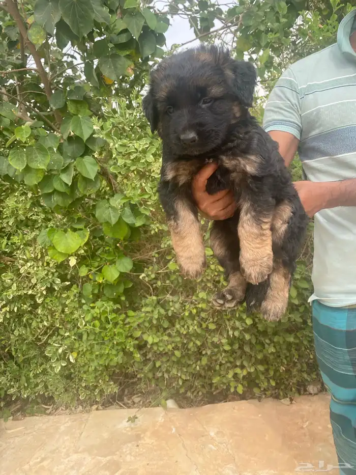 كلب جيرمن شيبرد تم بيع 4