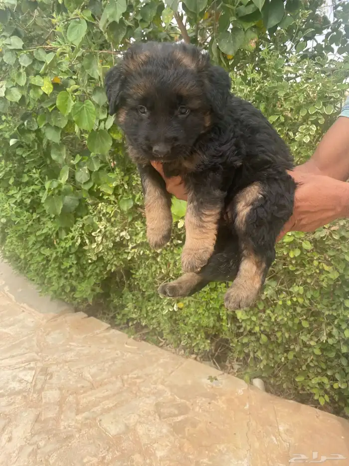 كلب جيرمن شيبرد تم بيع 5