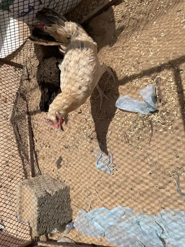 دجاج بلدي نظيف كفوا الموقع في نجران في الغويلة أبيض أبيض 2