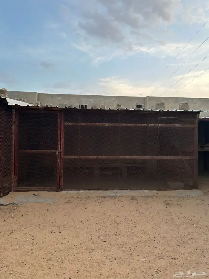 عشيش حمام 2