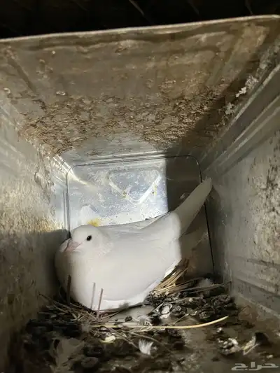 حمام فرنسي لا البيع والبيع جمله 2