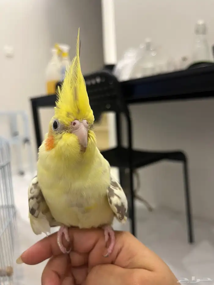 كروان زوج أليف ويغرد ويغني ومنتج انتاج 5 مرات 0