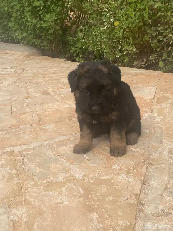 كلب جيرمن شيبرد تم بيع 6