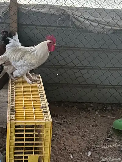 السلام عليكم أعرض لكم دجاج عربي بياض 1