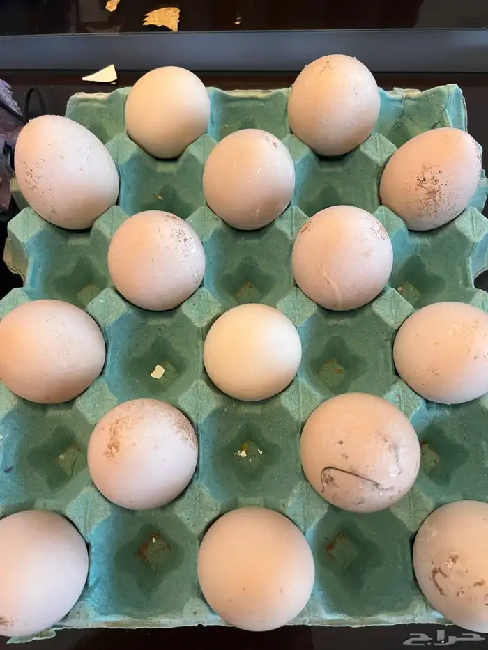 للبيع اجواز طاووس منتجه 3