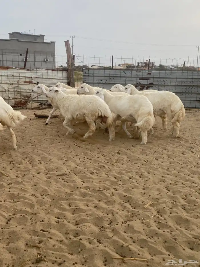 طليان اضاحي جبر 5
