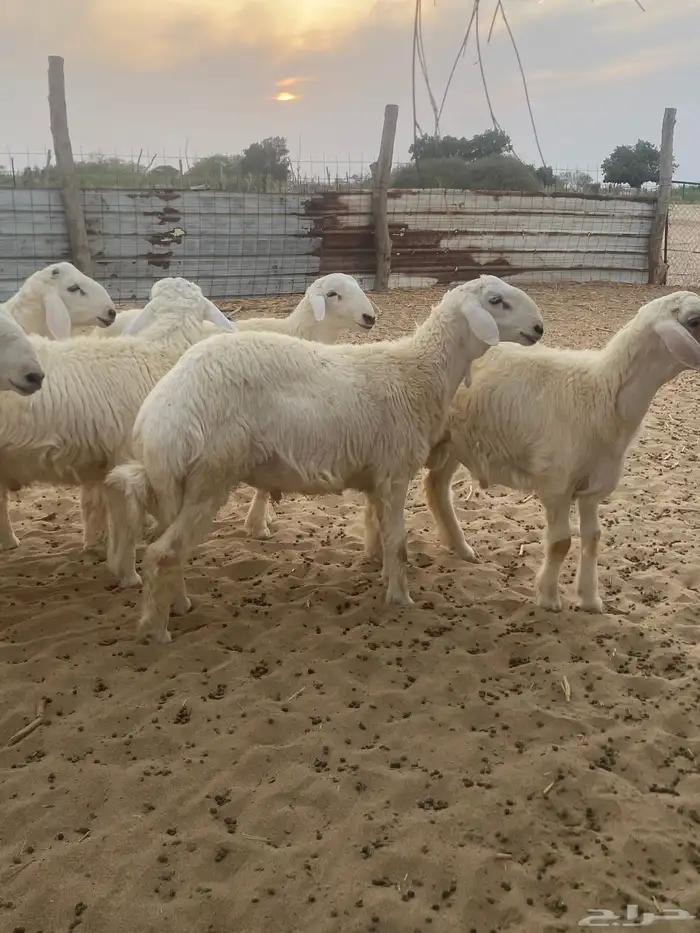 طليان اضاحي جبر 7