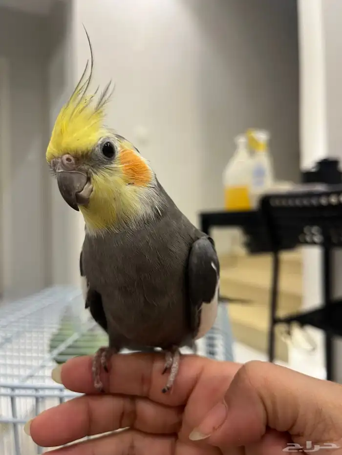 كروان زوج أليف ويغرد ويغني ومنتج انتاج 5 مرات 5