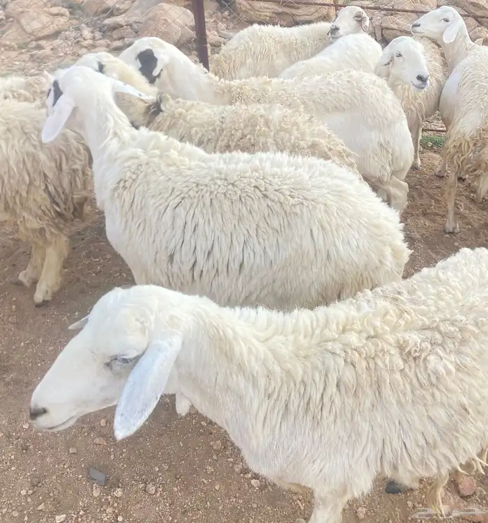 حريات متابيع تم البيع 2