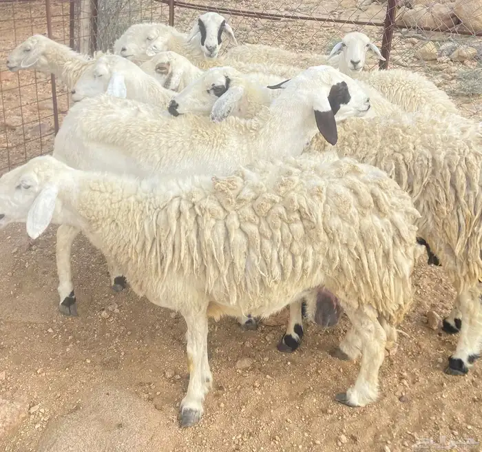 حريات متابيع تم البيع 3