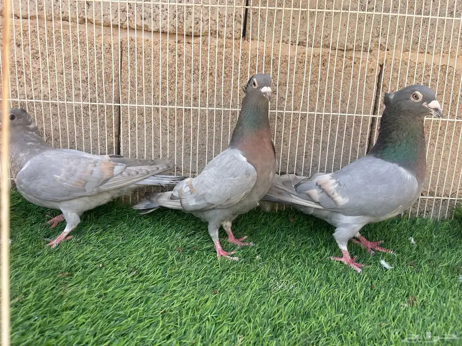 زاجل زينه 2
