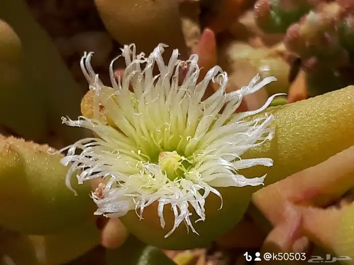 سمح الجوف 9
