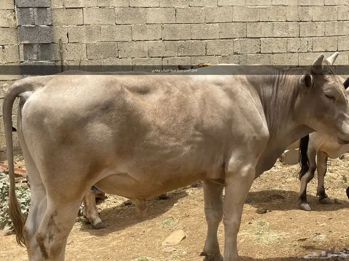 مراح بقرة للبيع جمله العدد 8 كبار يتبعها 6 3